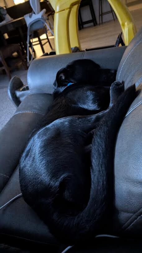 Picture of the Animal Listed